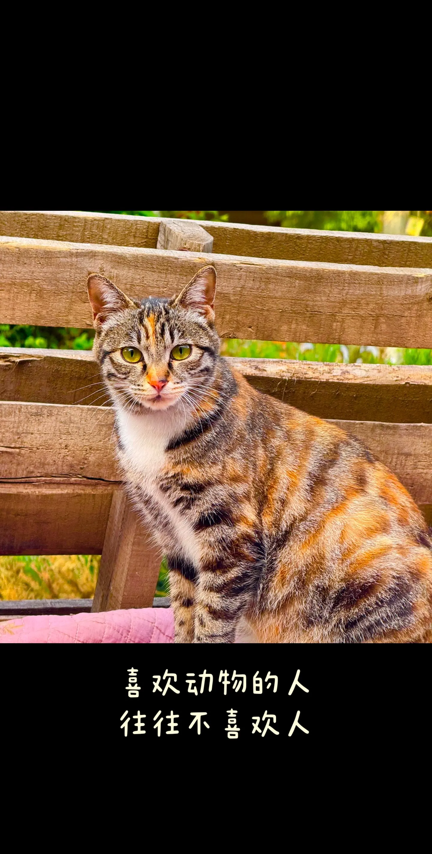 偶遇随拍一只猫咪～