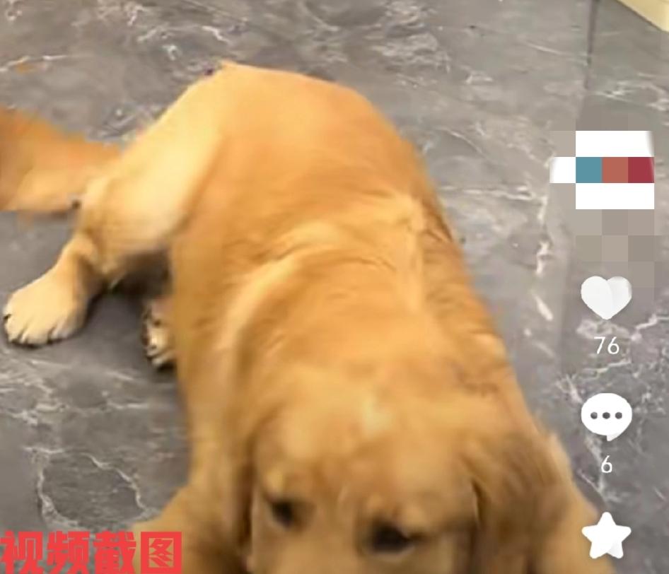 有女子给狗狗一个甜甜圈。此刻狗狗看到女子的甜甜圈甚是高兴，在它的眼里是光芒，
