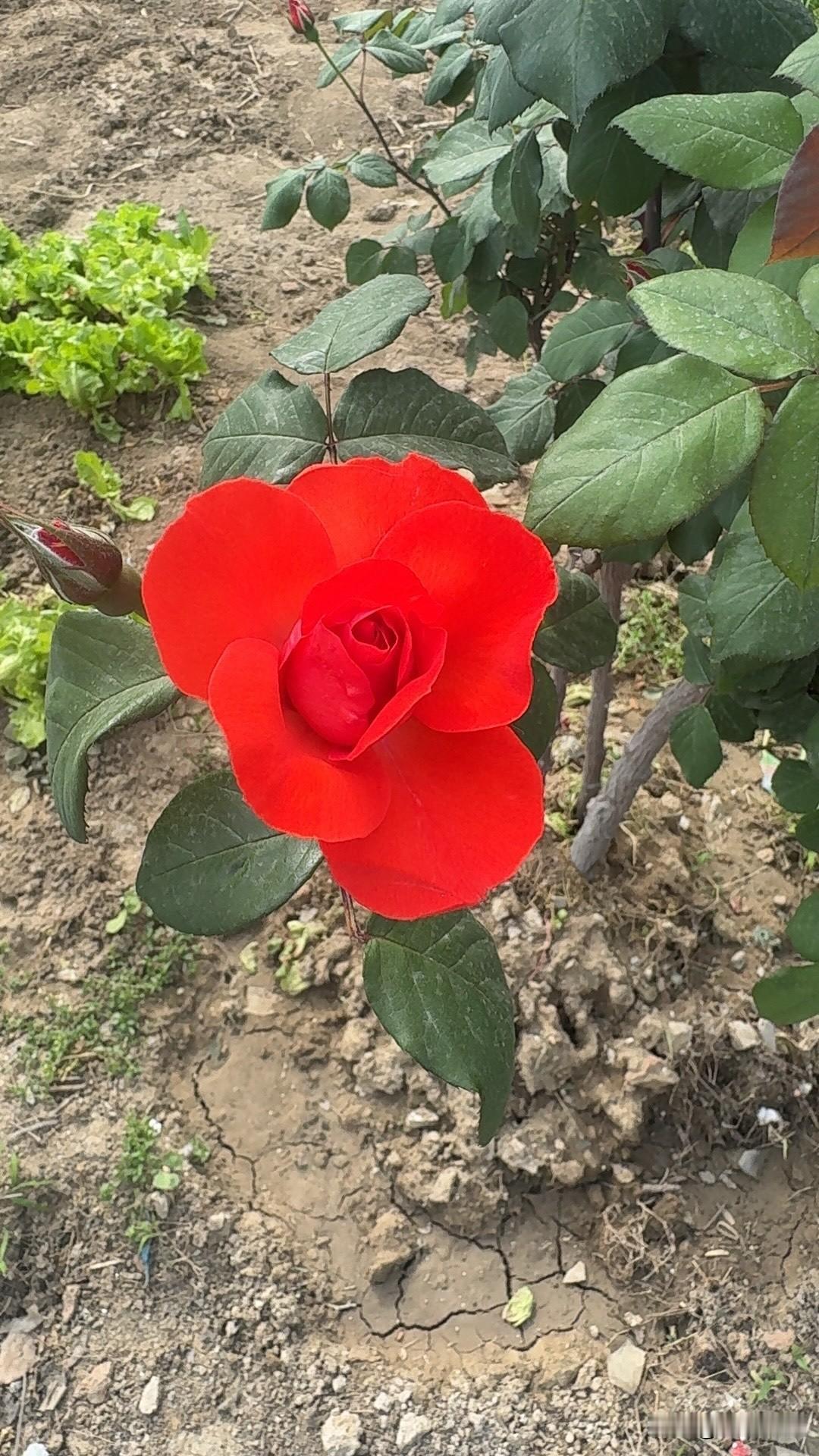 二十多年前的月季今天开花了这颗月季是我二十多年前种的，二十多年前，那时候我还