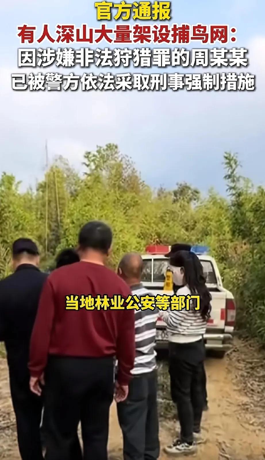 广东肇庆icon大山架捕鸟网后续来了。没想到动作这么迅速，昨天才收到林业局发的