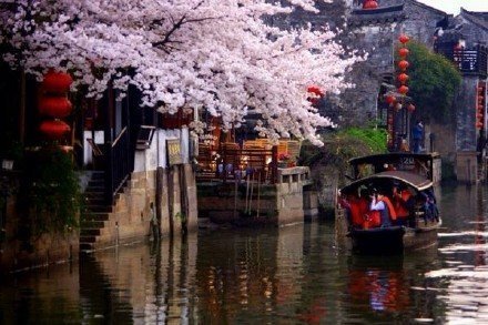 【最美西塘】烟雨西塘，追寻这一季的樱花雨