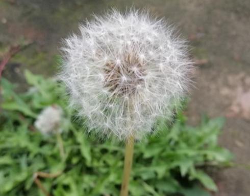 听说蒲公英是可以抗癌的神药，你敢相信么，先别急着去你家后院挖野菜。这件事确实