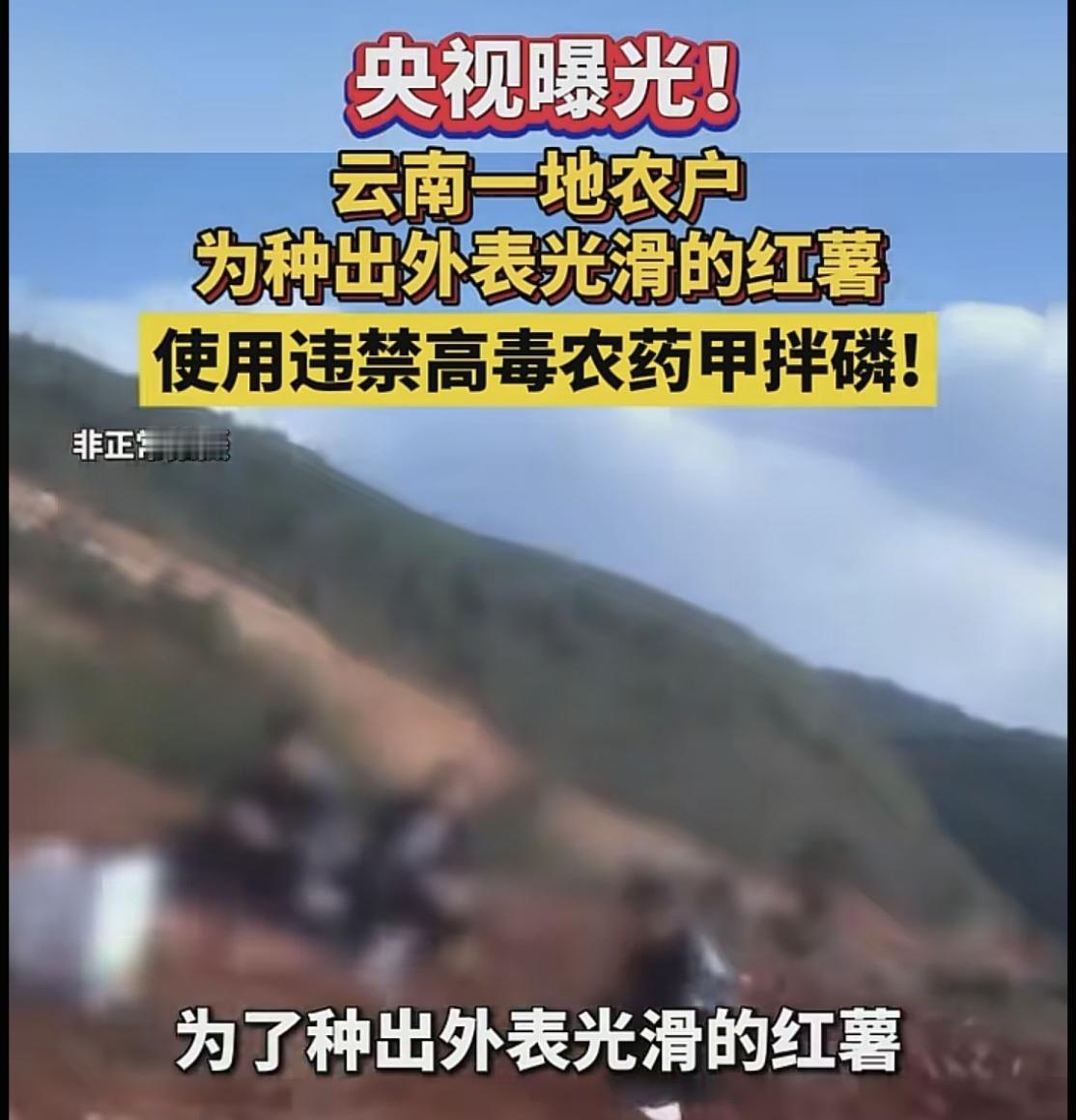 云南的红薯要谨慎购买了，看新闻了吗，云南的某些农户把国家禁止的甲拌磷偷偷使用，目