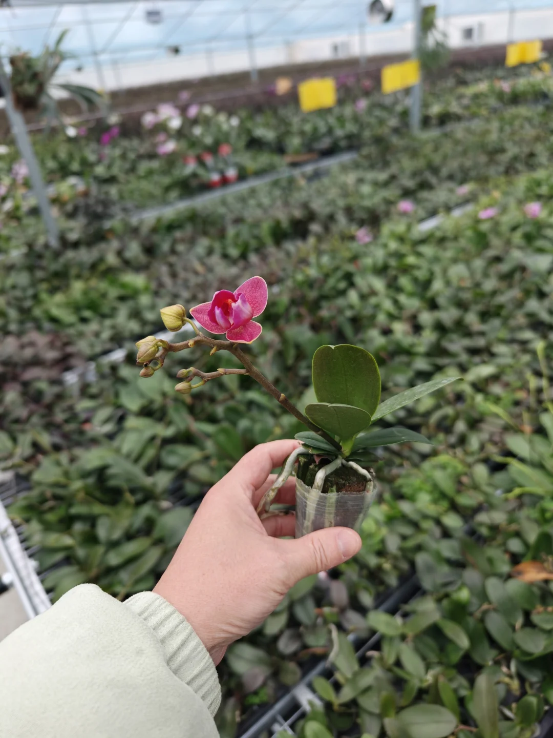 蝴蝶兰收货日记📆