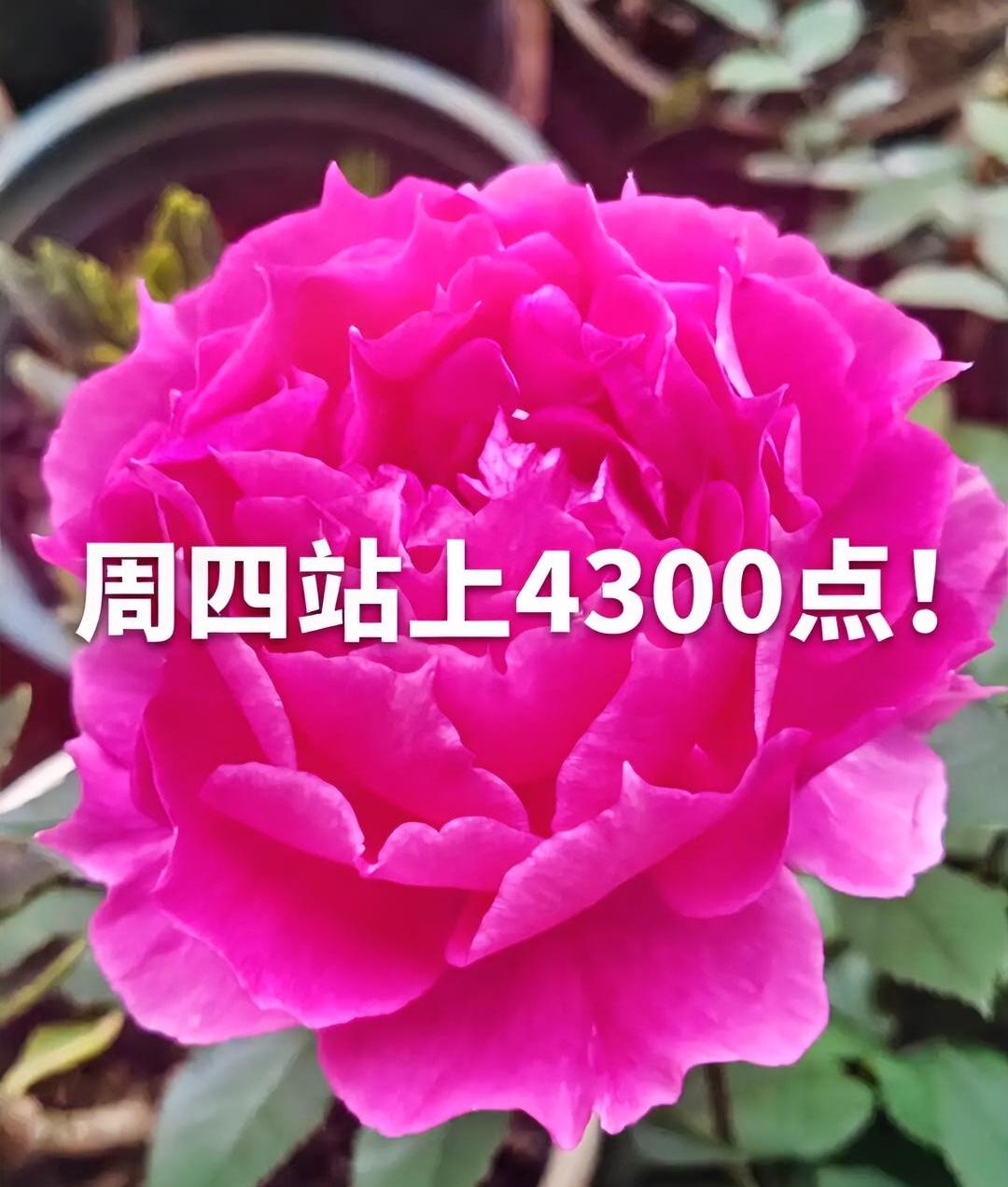 明天站上4300点的概率是多大？100。你没看错，我也没说错，明天站上4300