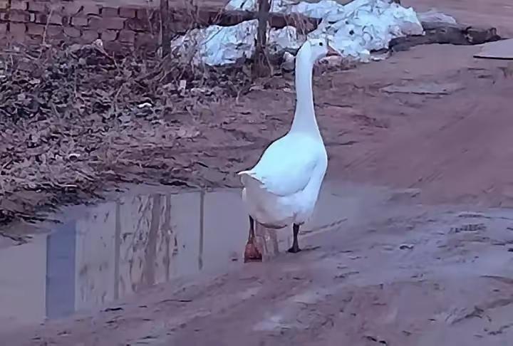 河南这只18斤大鹅被拖下水，真相出来后，估计大伙都没想到！它不是