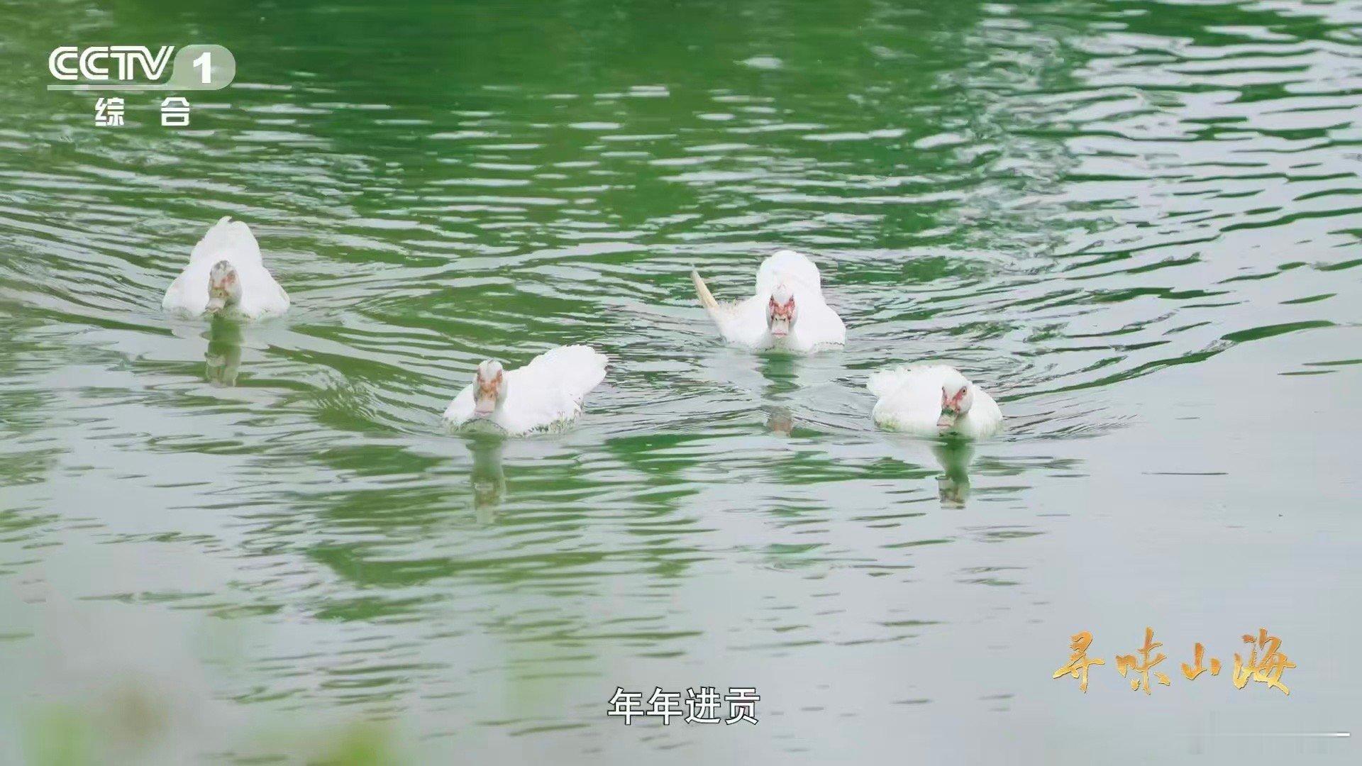 湖北这种鸭子的肉质能比肩牛肉从千岛秘境飞出的养生珍品！阳新屯鸟以实力证明：禽肉