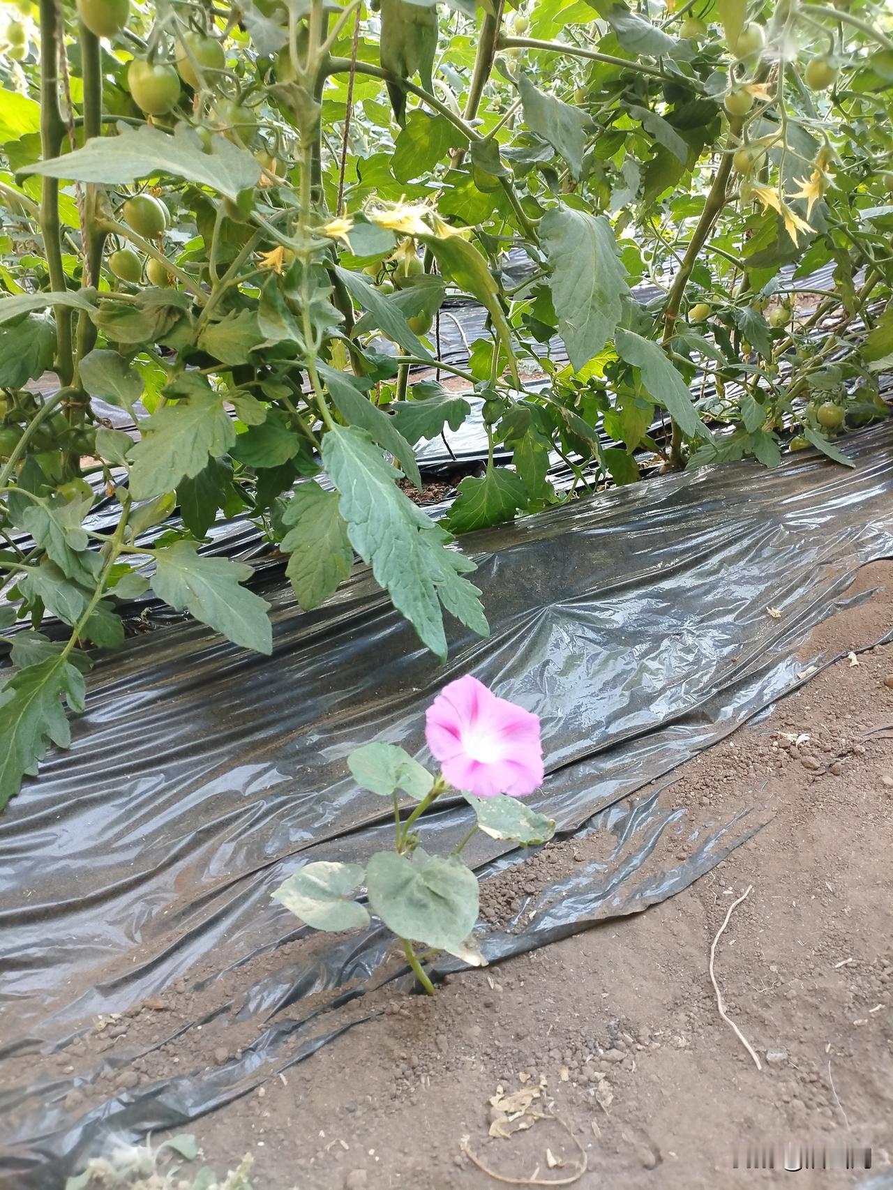 姐夫今年在凌海种蔬菜大棚赔惨了！！夏天的时候种大柿子，价格不好，秋天种的小柿子，