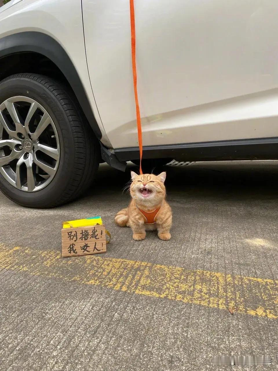 猫猫它没有咬人，还差点儿被拐走了。