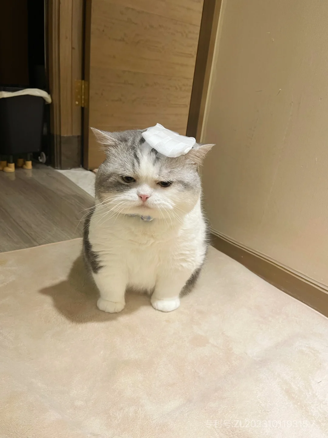 窝里横被揍委屈了