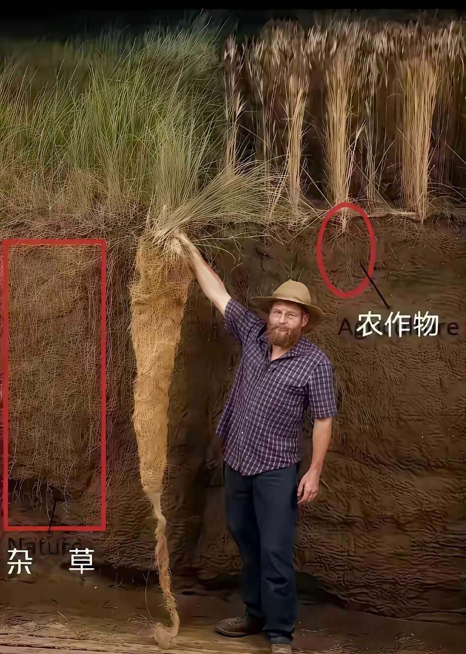 为什么说野火烧不尽，春风吹又生，答案就在这里，不知道看到这幅图，大家有什么启发和