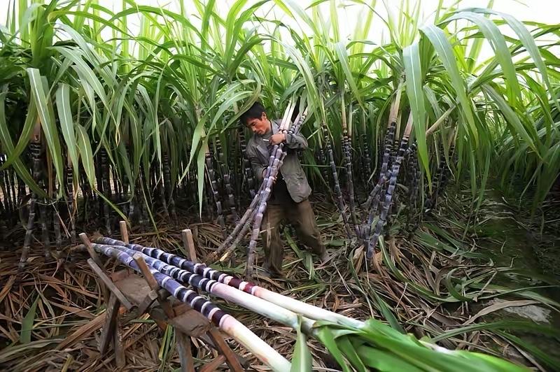 你听过“可以偷的甘蔗地”吗?就在浙江,居然有人明目张胆在地头挂这种牌子!开车路