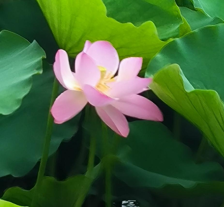 其实，每所学校里管理层和老师的矛盾是存在的，只是没有表露出来而已。作为校长一定要