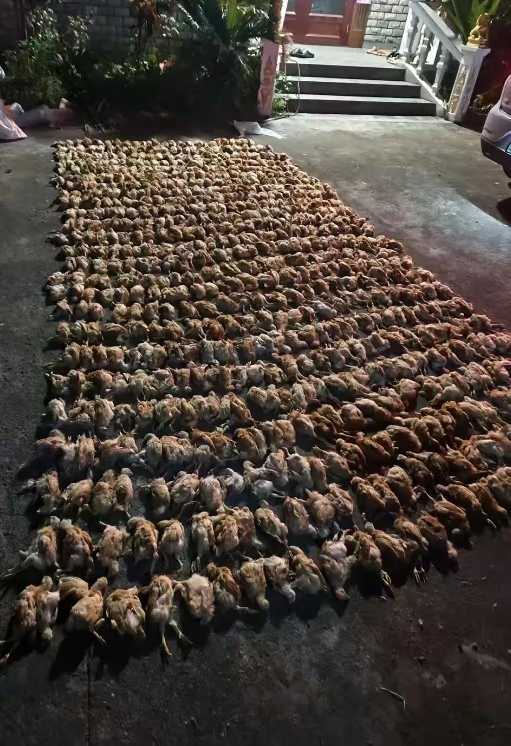 “不速之客”深夜闯入养殖场，1400多只鸡被当场吓死！养殖户心想完了，自己要亏死