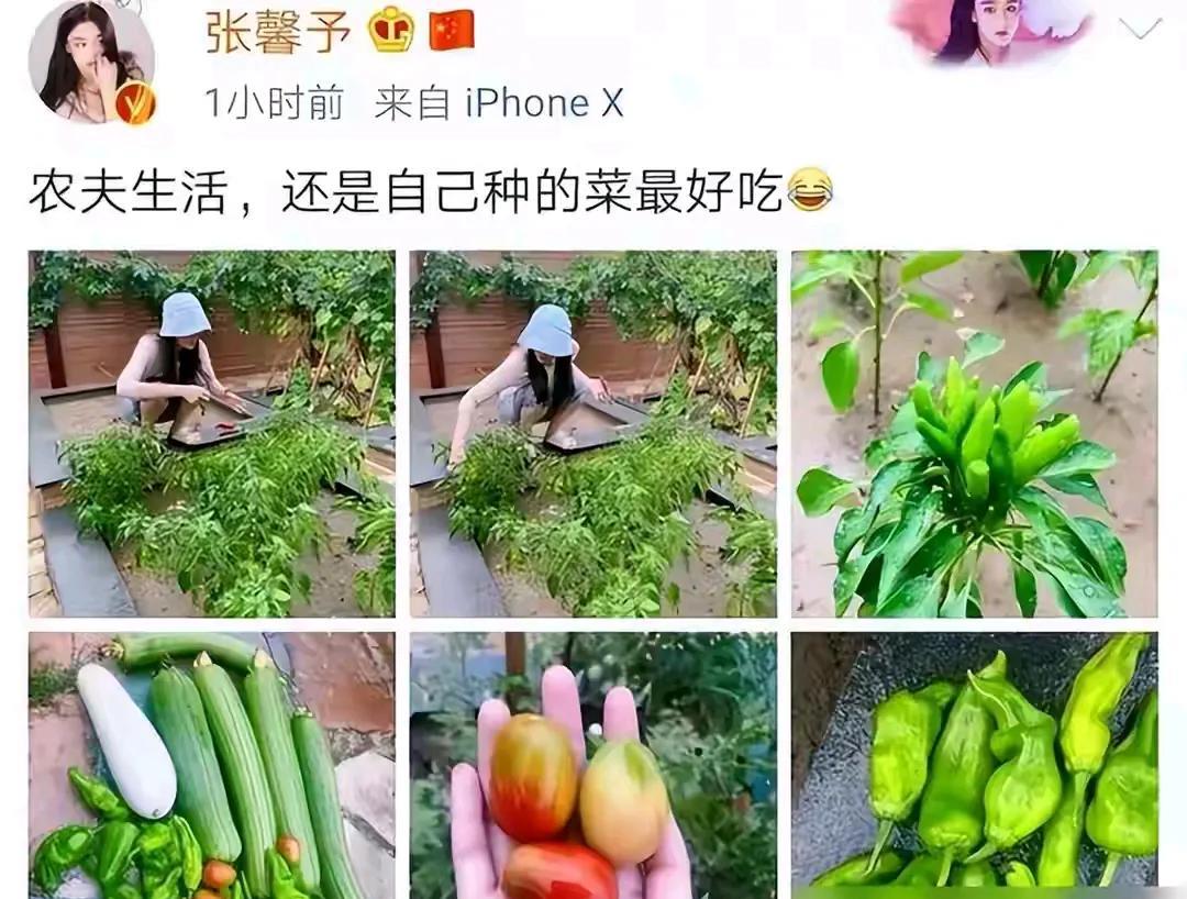 张馨予的小菜园一片生机勃勃，真正的绿色蔬菜。很是令人羡慕！这才是女人理想中该有的