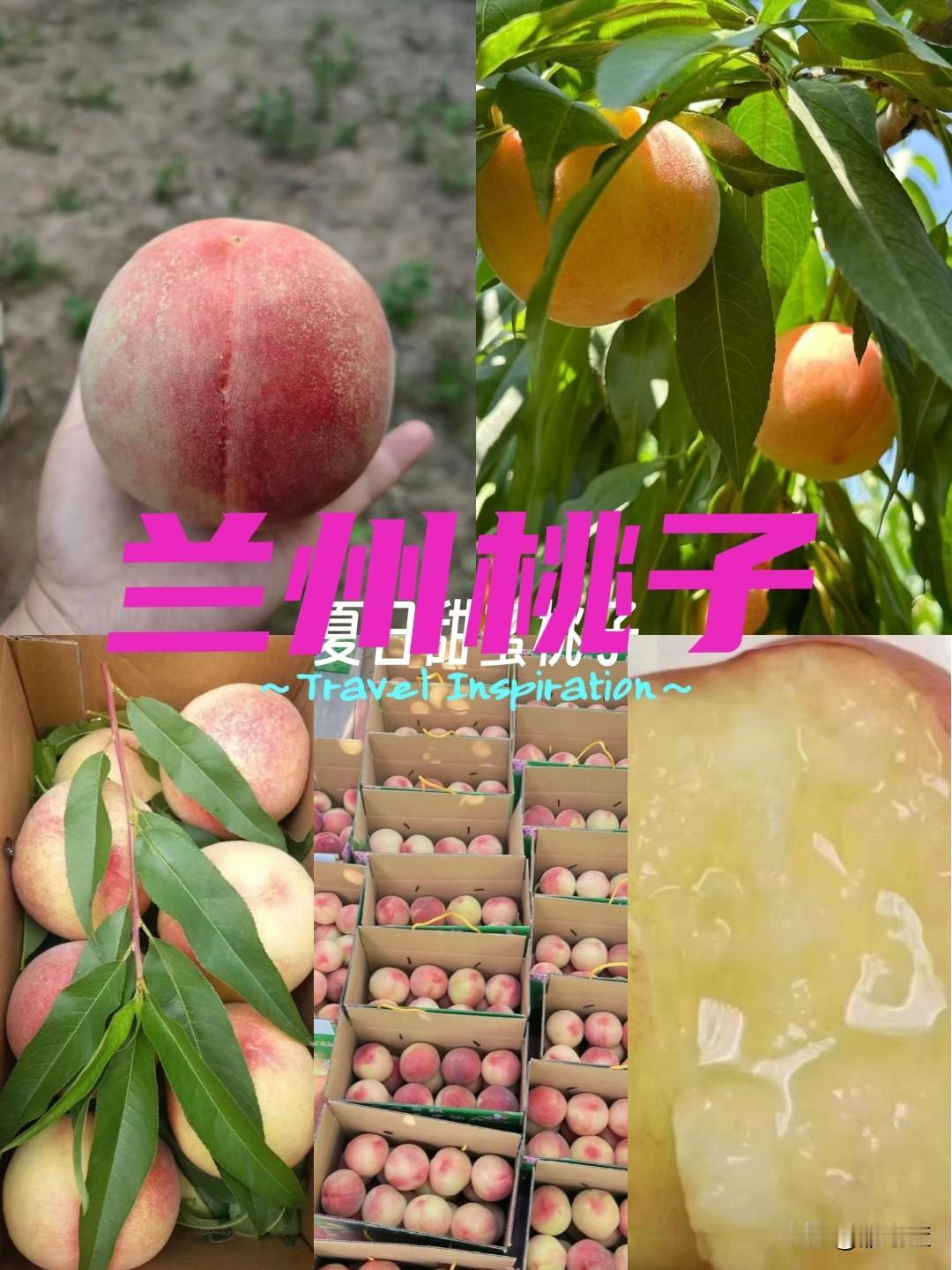 最近我非常关注桃子这个水果，因为我们兰州是安宁区是国家地理标志的桃乡，很多山东的