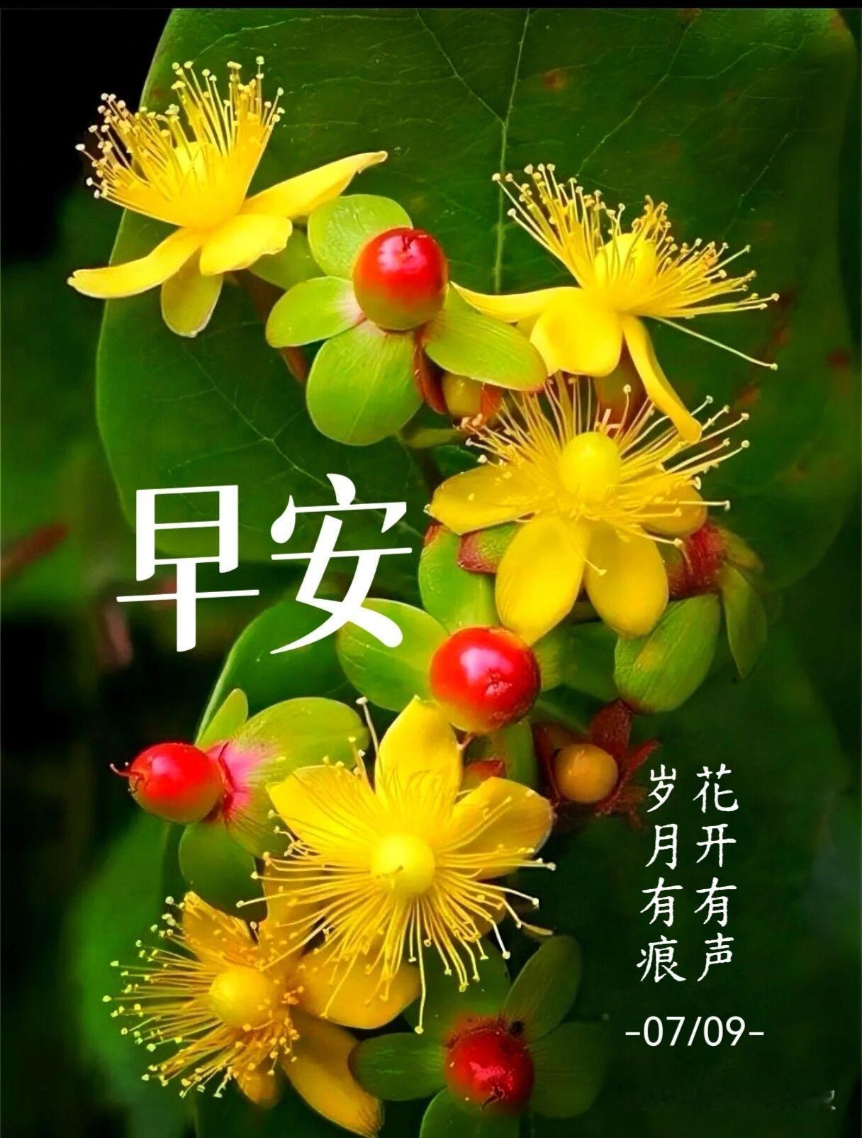 早安呀！岁月就像一位无声的画家，悄然留下痕迹；而花开恰似灵动的音符，奏响美妙旋律