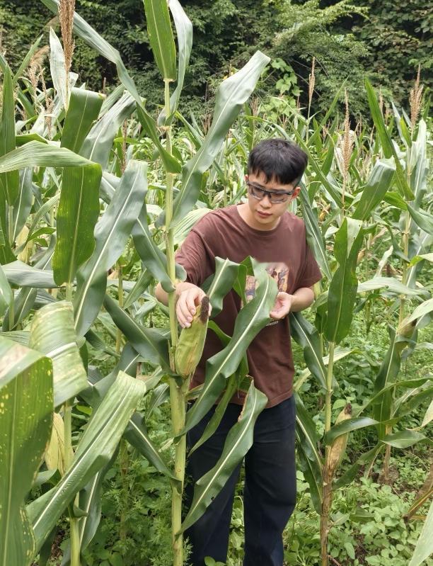 华为天才少年宁博宇8月5日离职，放弃百万年薪，原因让人感慨万千，在湖南老家卖玉米