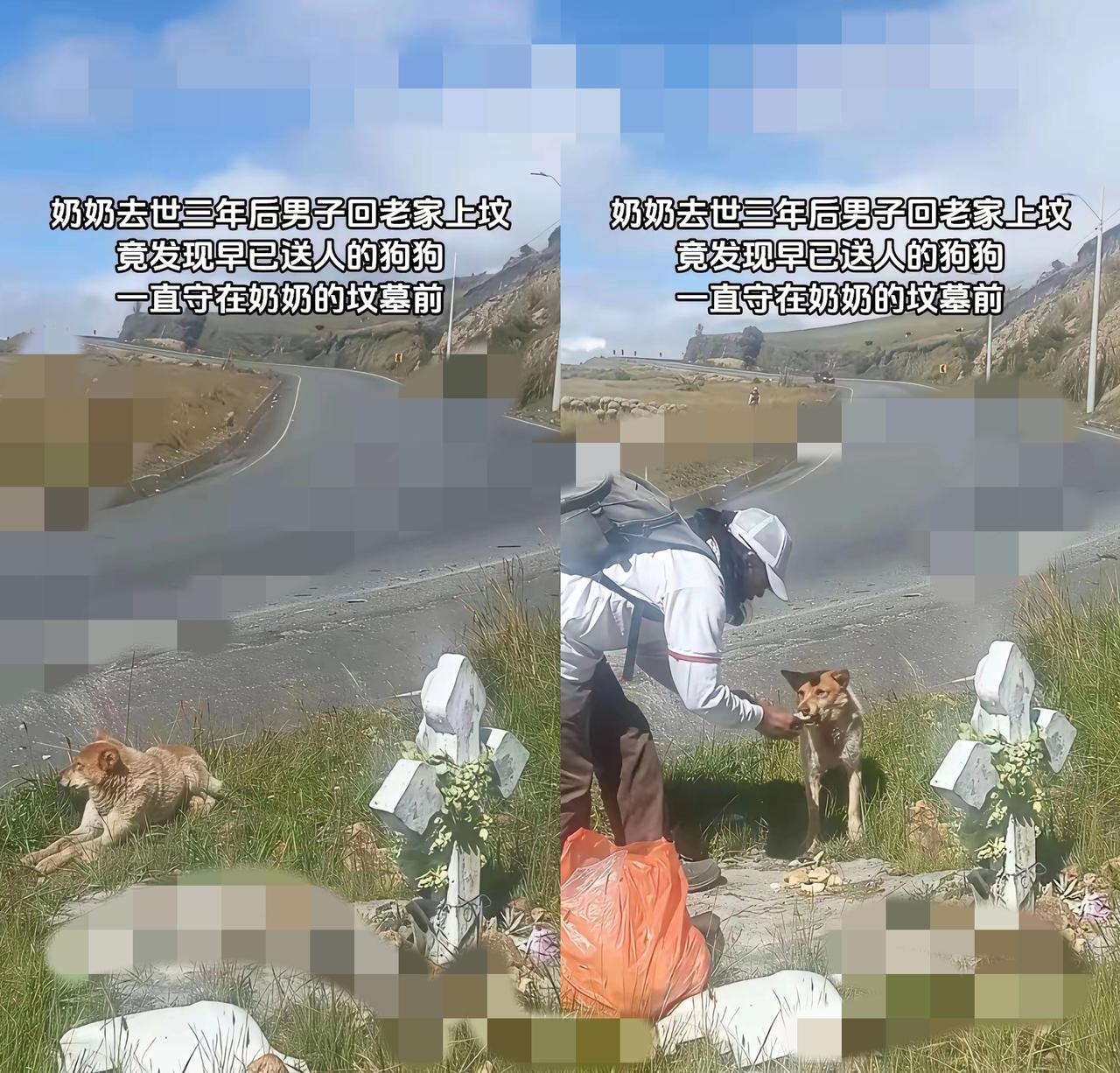 谁看了不泪目！奶奶去世三年，小哥哥上坟时竟发现早已送人的狗狗，一