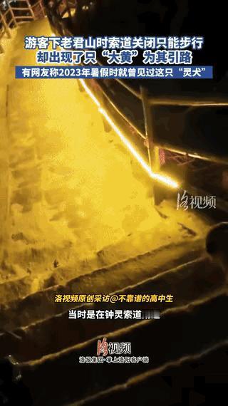 老君山那只大黄狗又立功了。暑假夜里，一个男生下山错过索道，雷雨岔口直接绕晕，手