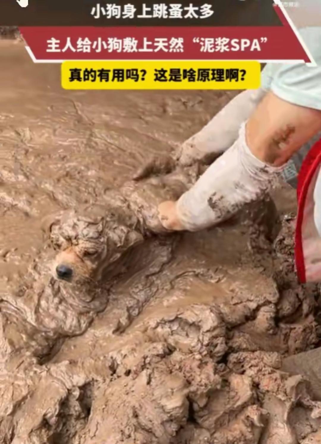 四川有个小狗身上长满了跳蚤，浑身痒得不行。主人想了个办法，找来天然泥浆仔仔细细给