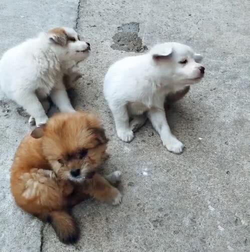 三只小土狗神同步挠痒痒，动作一致