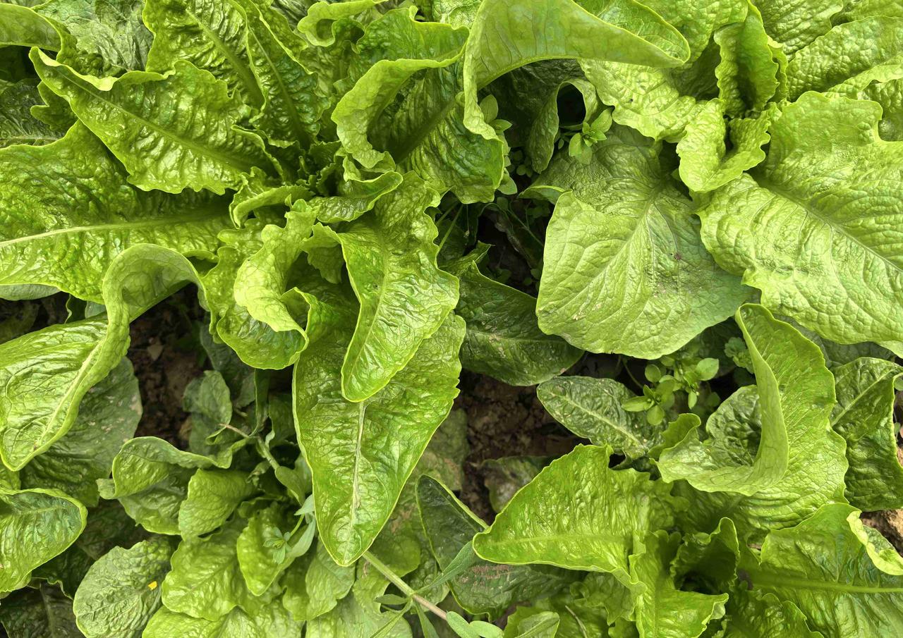 我的今日状态：😁轻松愉快我这里的天气：☀️晴天到乡下不仅看到金黄的油菜花，