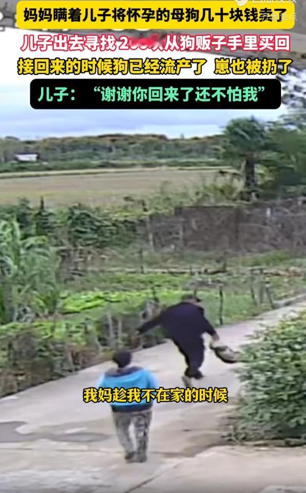 “泪目了！”10月15日，湖北一妈妈瞒着儿子卖掉了家里怀孕快生的母狗。儿子知道后