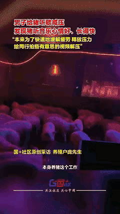 最近广西桂林有个叫陈大哥的养殖户，在自家猪舍里摆了个音响放歌，没想到小猪们听得尾