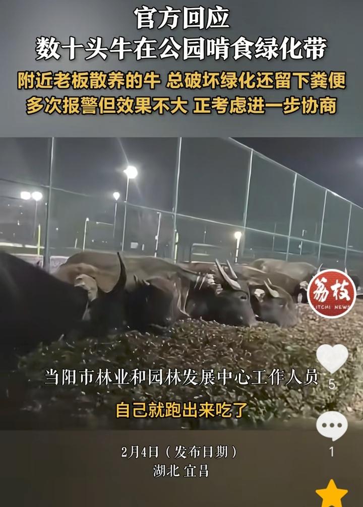 “有损阴德”！湖北宜昌，公园附近老板散养的数十头牛，老是跑出来破坏绿化带，留下粪
