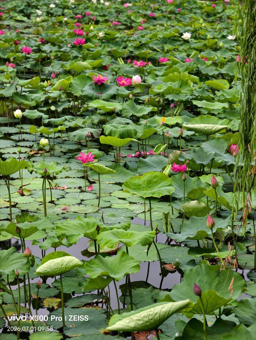 绿荷翻浪，粉瓣含羞，远望亭亭而立，细观纹路清浅。盛夏喧嚣之中，唯有一池莲荷，予人