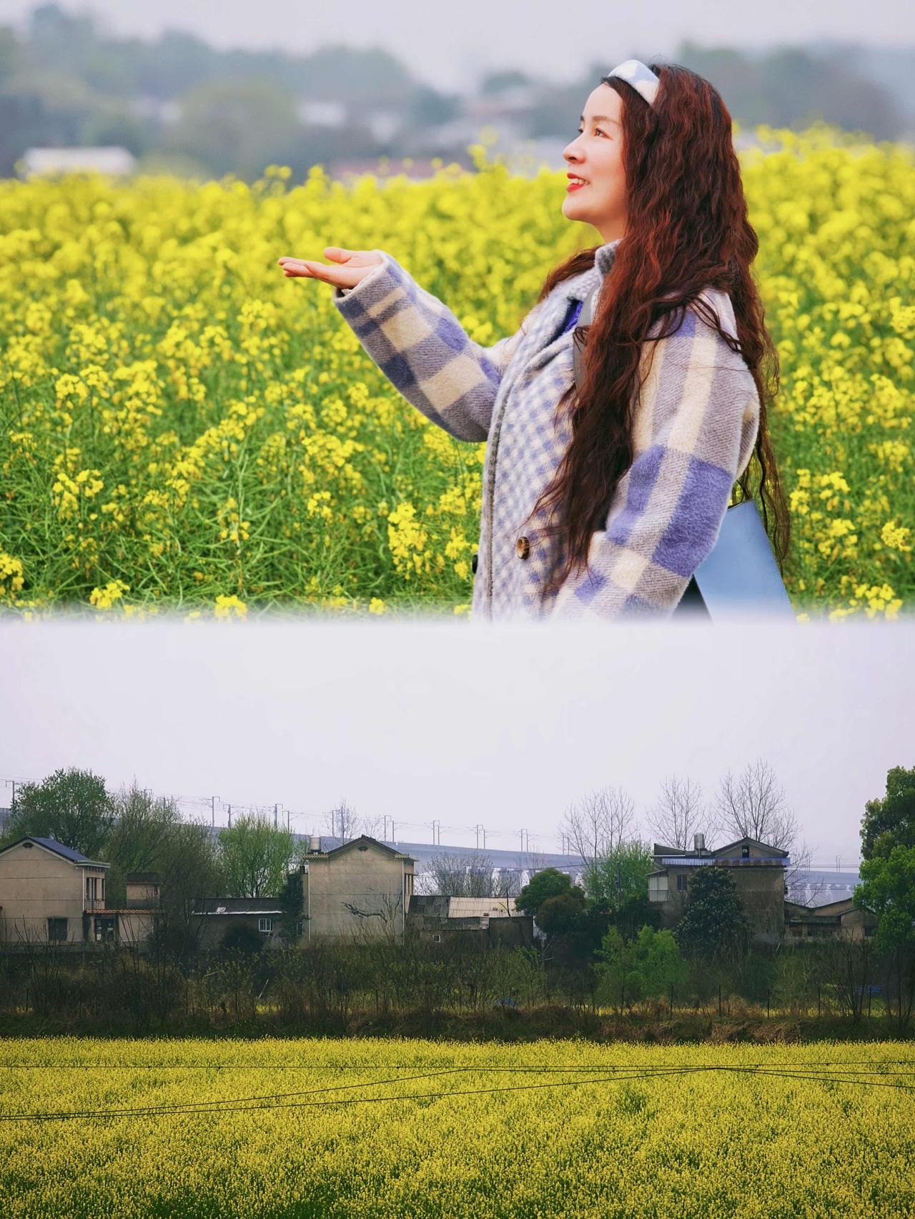 油菜花+摘野菜+露营，长沙原生态江心岛太适合春游+遛娃！春风拂面暖意浓，烂漫花