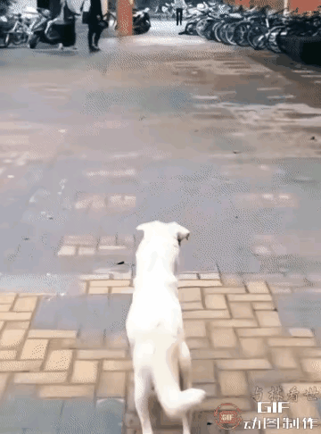 泪目了,一位阿姨经常投喂一只流浪狗,后来这只流浪狗怀孕生了一只小奶狗,这天阿姨像