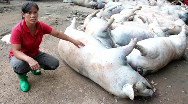 猪咳嗽喘气, 用药方案没问题, 却死了300多头, 问题究竟出在哪?