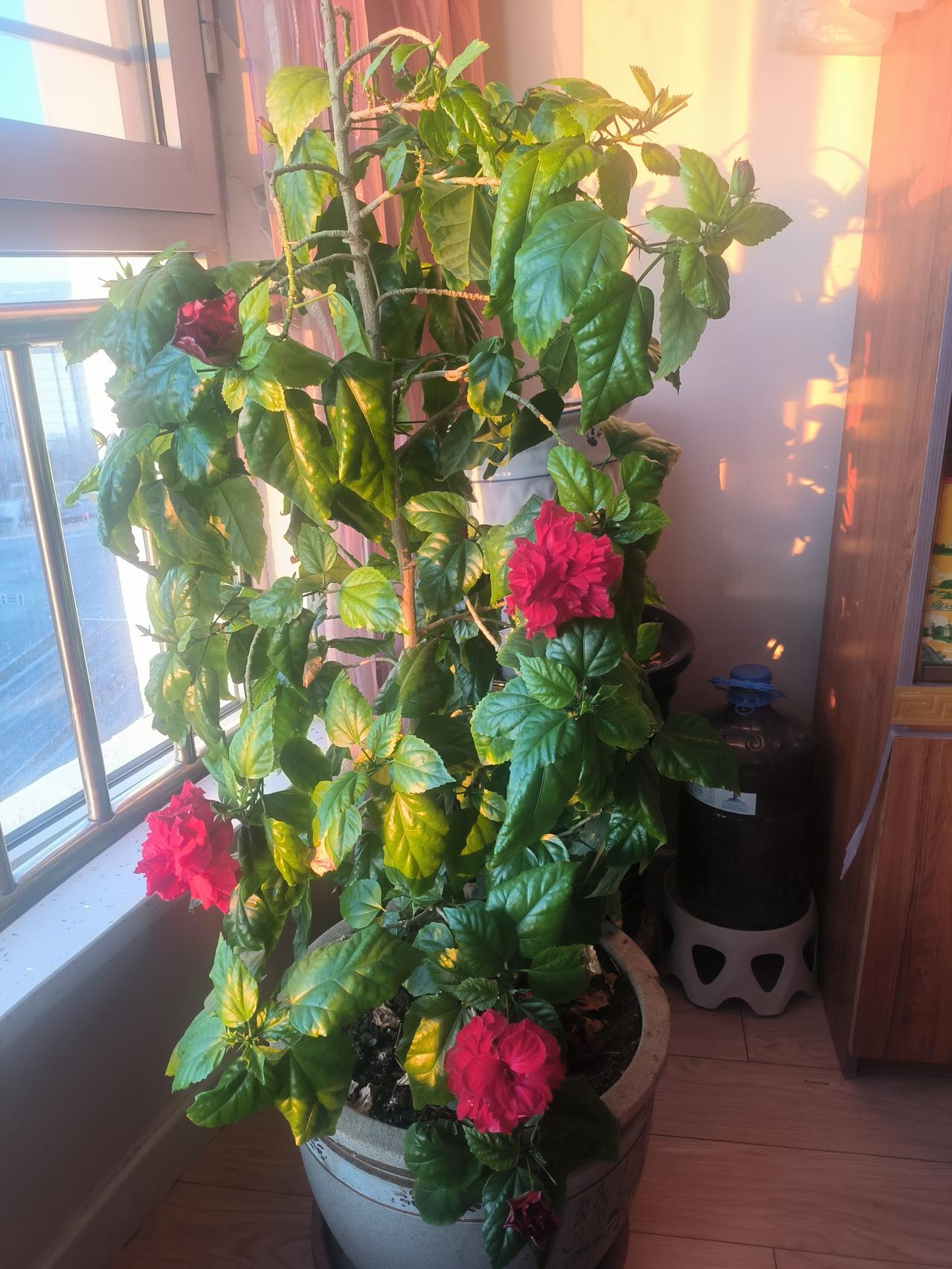 写给渐渐老去的自己日历越撕越薄，2025年就这么走过。再撕悼一页，蛇年