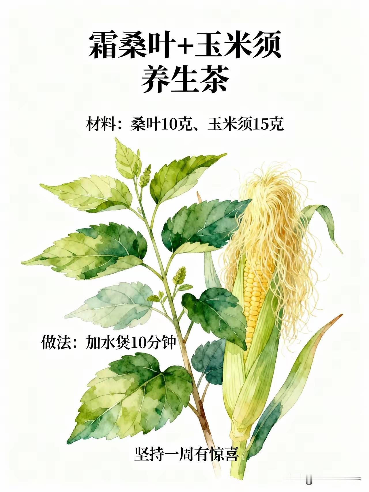 桑叶配玉米须，一周后你会回来感谢我！霜桑叶加玉米须一起煲水喝，好处多得数不过来