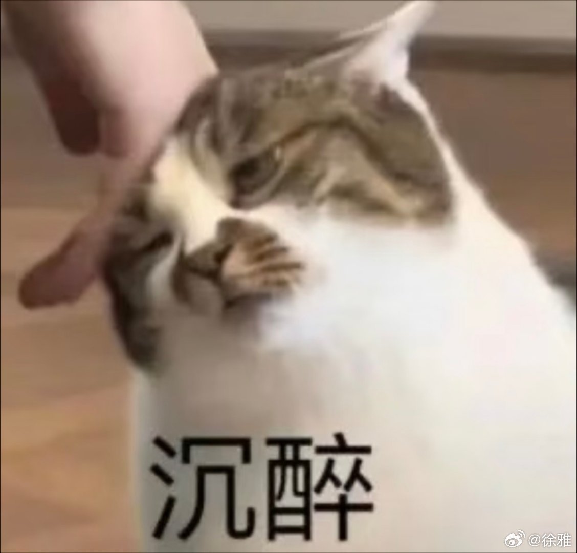 猫咪表情包。​​​