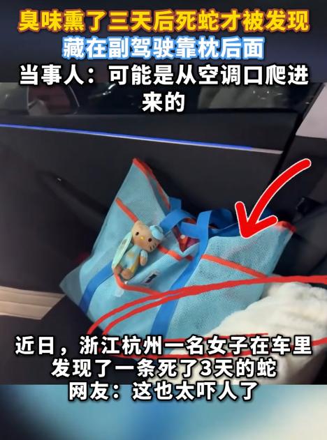 这也太吓人了！浙江杭州，一女子连开三天车都闻到一股挥之不去的臭味，晒了脚垫、清了