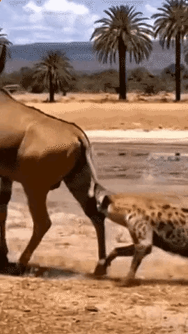 齜狗净干偷袭掏肛下三滥的勾当，往往也被反击的好惨：（4）被反杀基本残废。