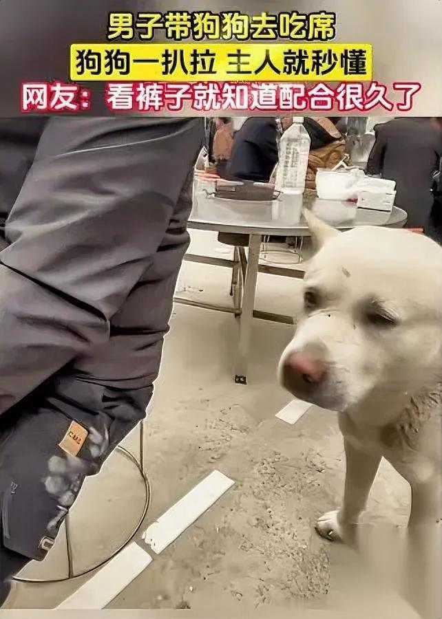 四川男子带狗吃席，差点被拍大腿“催饭”。正啃着红烧肉呢，腿突然被轻戳了下——