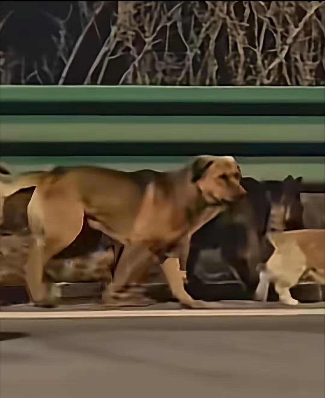 长春七只狗狗是一个屯子的，在这个事件里，我看了半天，才看到，它们中间有一个带头大