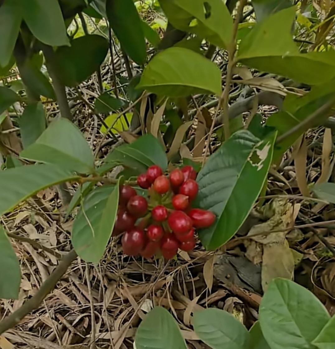 雷州山上这种野果叫牛菍子！很多本地人见过却叫不出学名在雷州半岛的丘陵荒坡