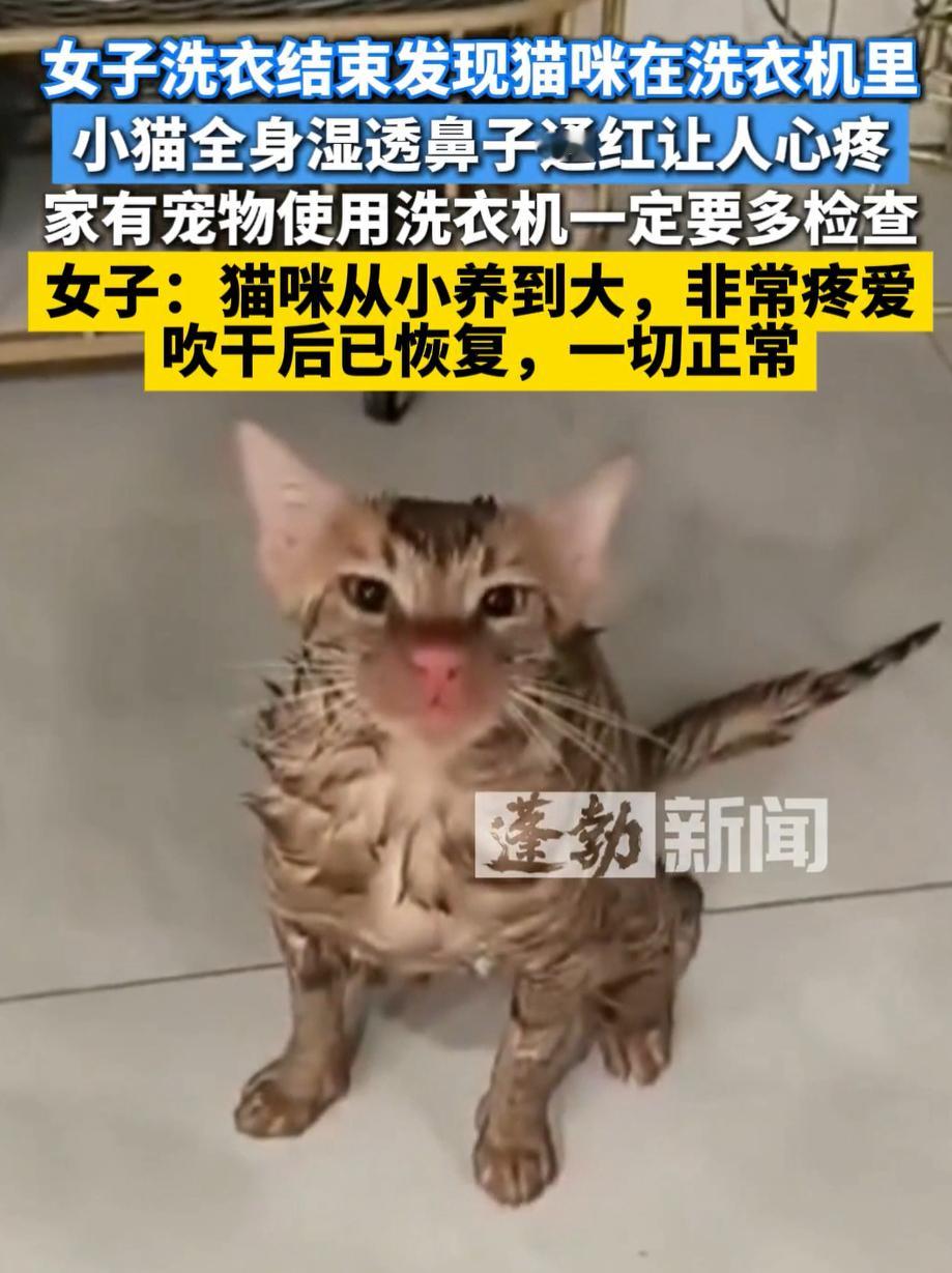 女子洗衣结束发现猫咪在洗衣机里一个真敢钻赌你有脑，一个真敢洗啥也不看。。。洗衣