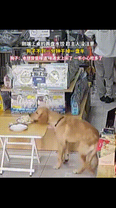 只有些入魔的爱狗人士才觉得这样还很可爱吧？老板刚刚准备好的两盘饺子，转头的功夫