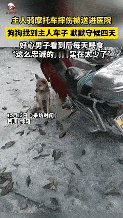 这是一个对主人非常忠诚的毛孩子，看完它的故事，让人非常的感动，它的主人由于骑摩托