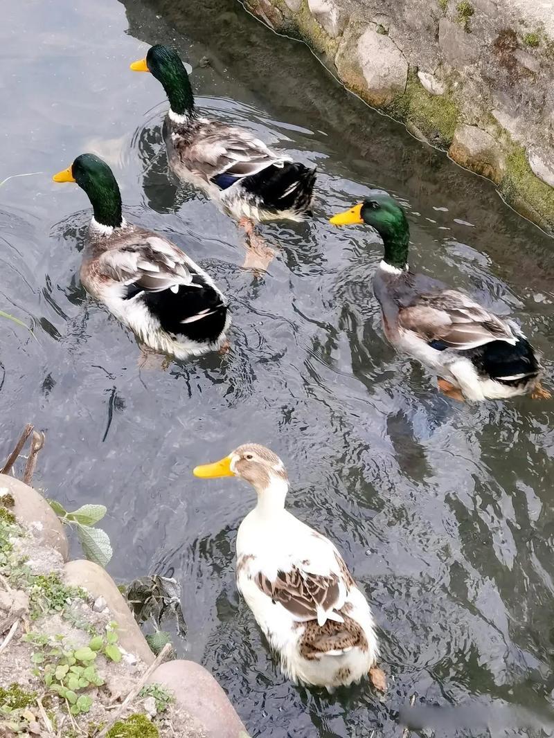 这鸭子是来报恩的吧[吃瓜]2月26日，一媒体报道，湖南邵阳市一男子在过年宰