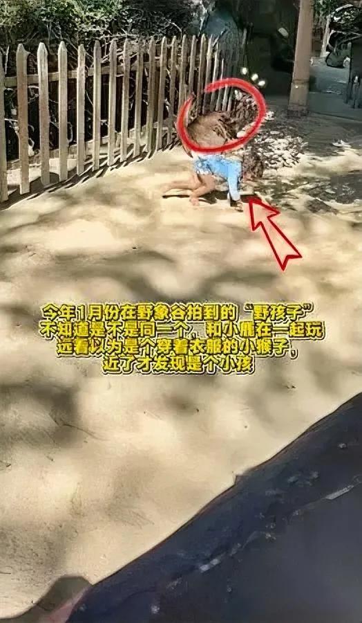 我去！刚刷到“野孩子”的新闻，瞬间想起朋友1月在野象谷拍的事儿！当时她发我视