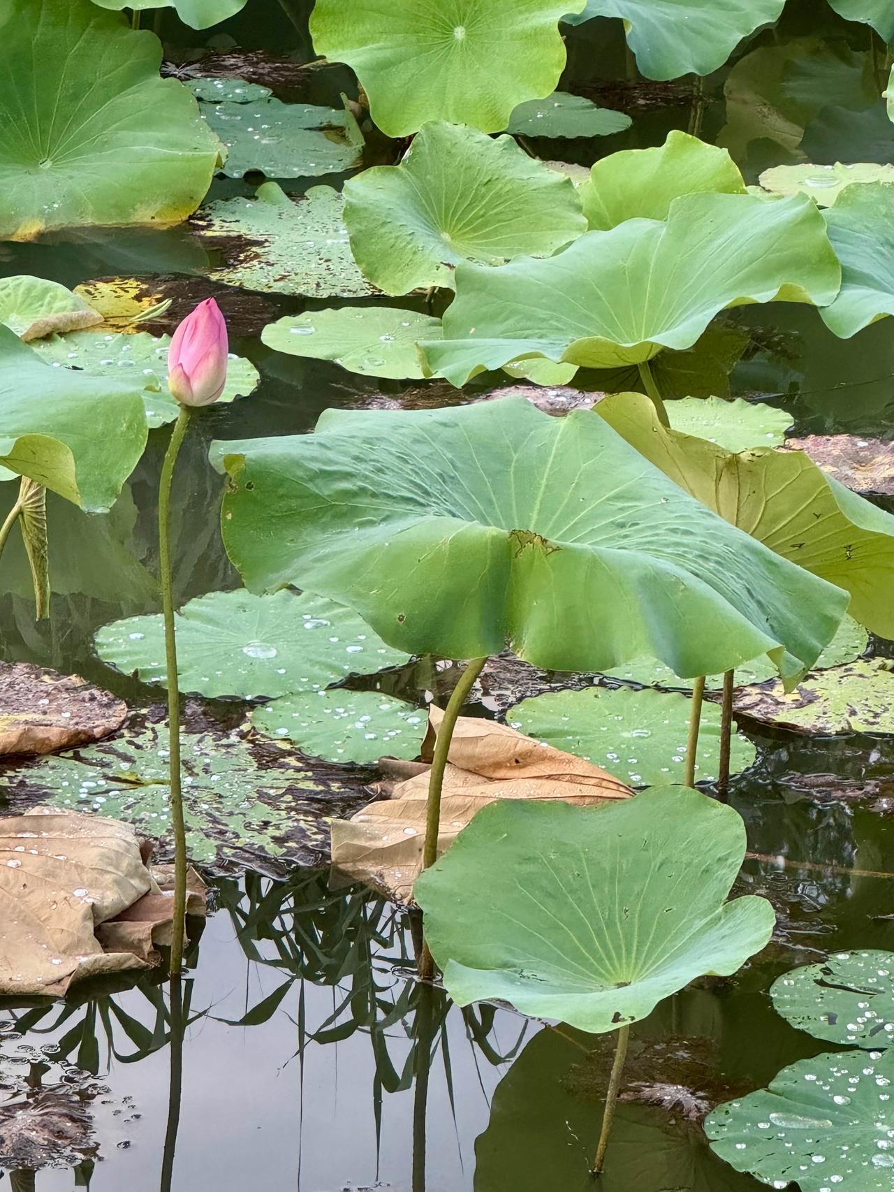 随手拍荷塘美景