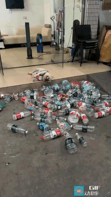 广东一狗狗痴迷捡空瓶，主人头疼又无奈广东一男子养的狗狗有个特别的爱好——爱