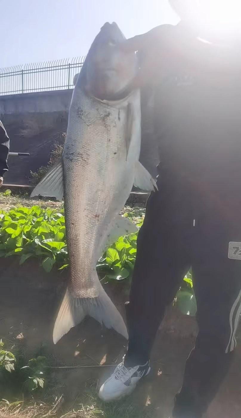 钓到30斤大草鱼的人，第一反应不是称重拍照，是立刻把鱼摔晕。不是因为残忍——活